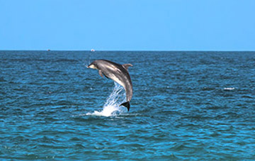 Observation des dauphins à Mangaratiba